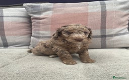 Cockapoo dogs for sale: f1b toy  stunning cockerpoos  - Image 14