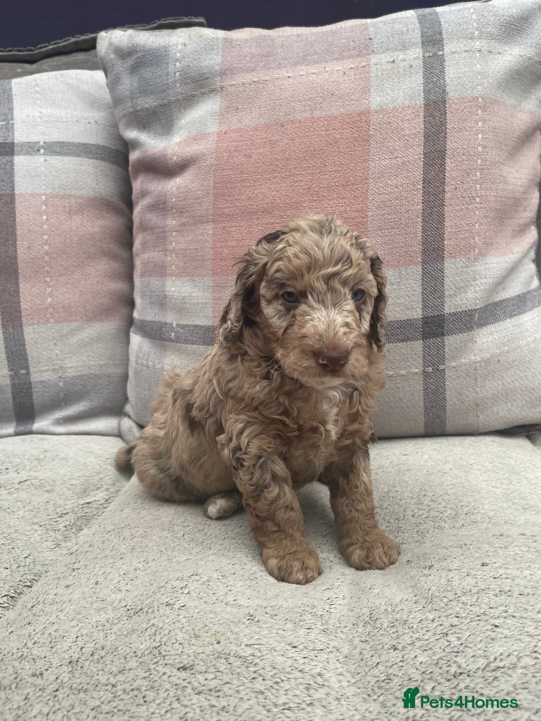 Cockapoo dogs for sale: f1b toy  stunning cockerpoos  - Image 14
