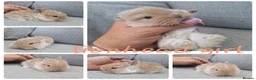 Lionhead rabbits for sale: Lionhead babies  - Advert 6
