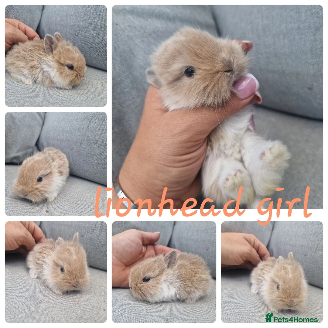 Lionhead rabbits for sale: Lionhead babies  - Advert 6