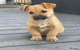 Mixed Breed dogs for sale: Corrier (Corgi X Border Terrier)  - Image 1