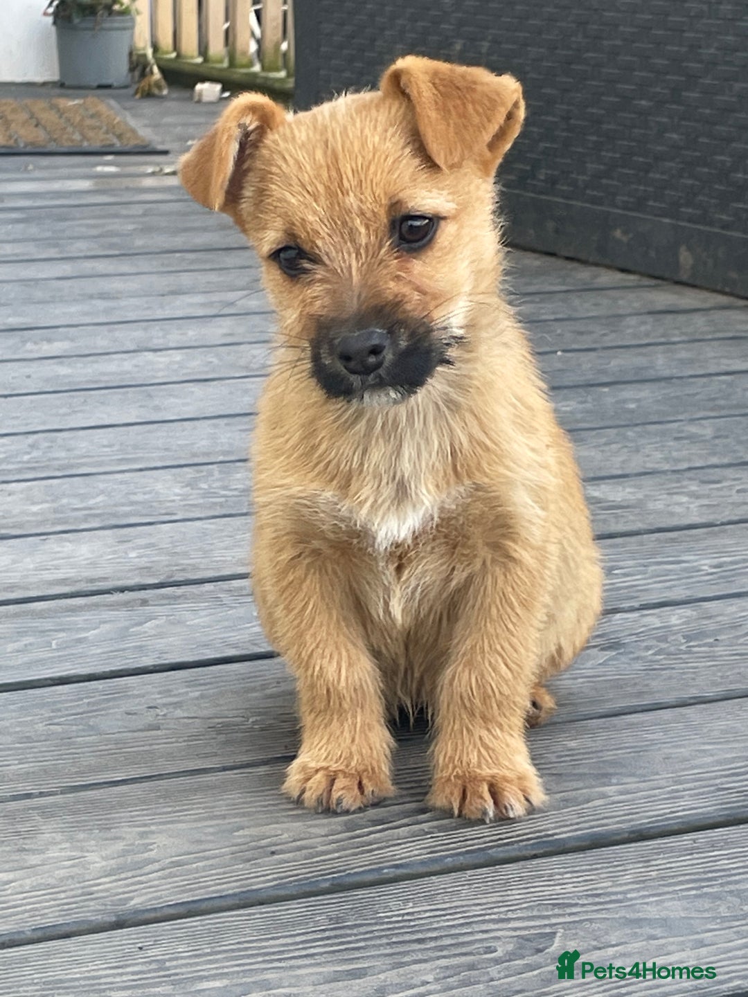 Mixed Breed dogs for sale: Corrier (Corgi X Border Terrier)  - Image 1