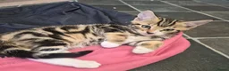 Domestic Shorthair cats for sale: Two male kittens ready to go in Lancaster - Advert 6