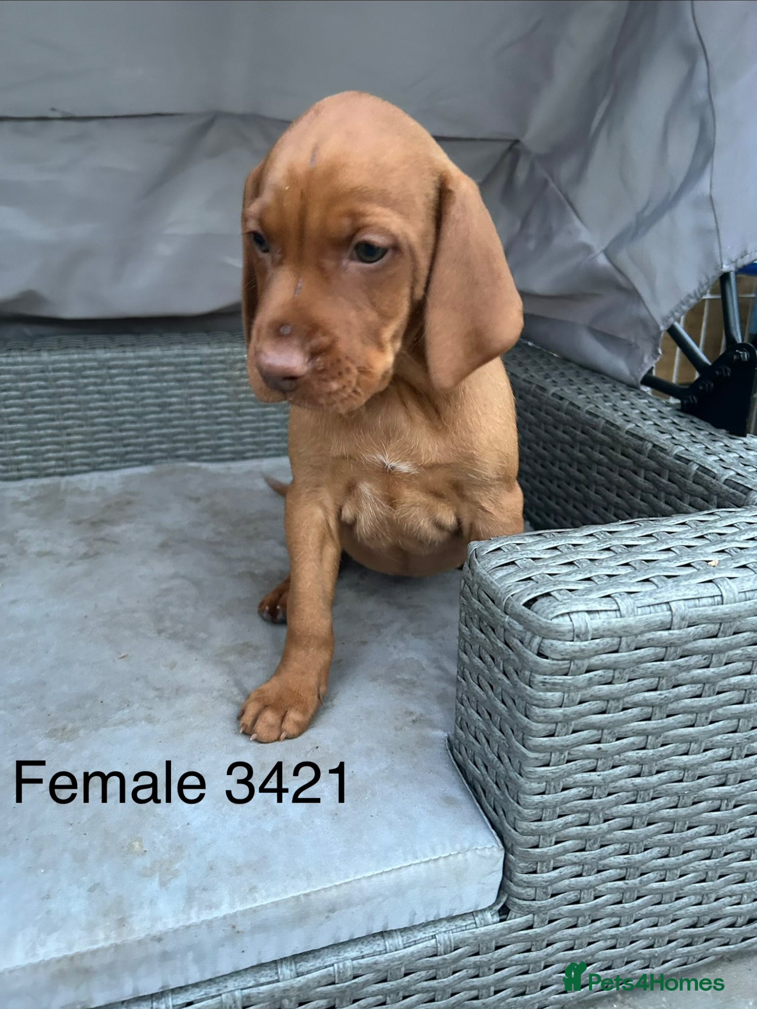 Hungarian Vizsla dogs for sale: KC Hungarian Vizsla puppies  - Advert 1