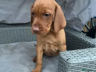 Hungarian Vizsla dogs for sale: KC Hungarian Vizsla puppies - Advert 1