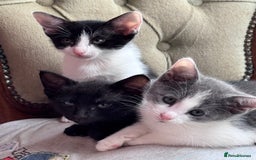 Mixed Breed cats for sale: Ready now! Oriental x British shorthair kittens - Image 3