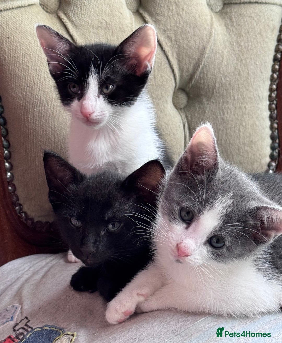 Mixed Breed cats for sale: Ready now! Oriental x British shorthair kittens - Image 3