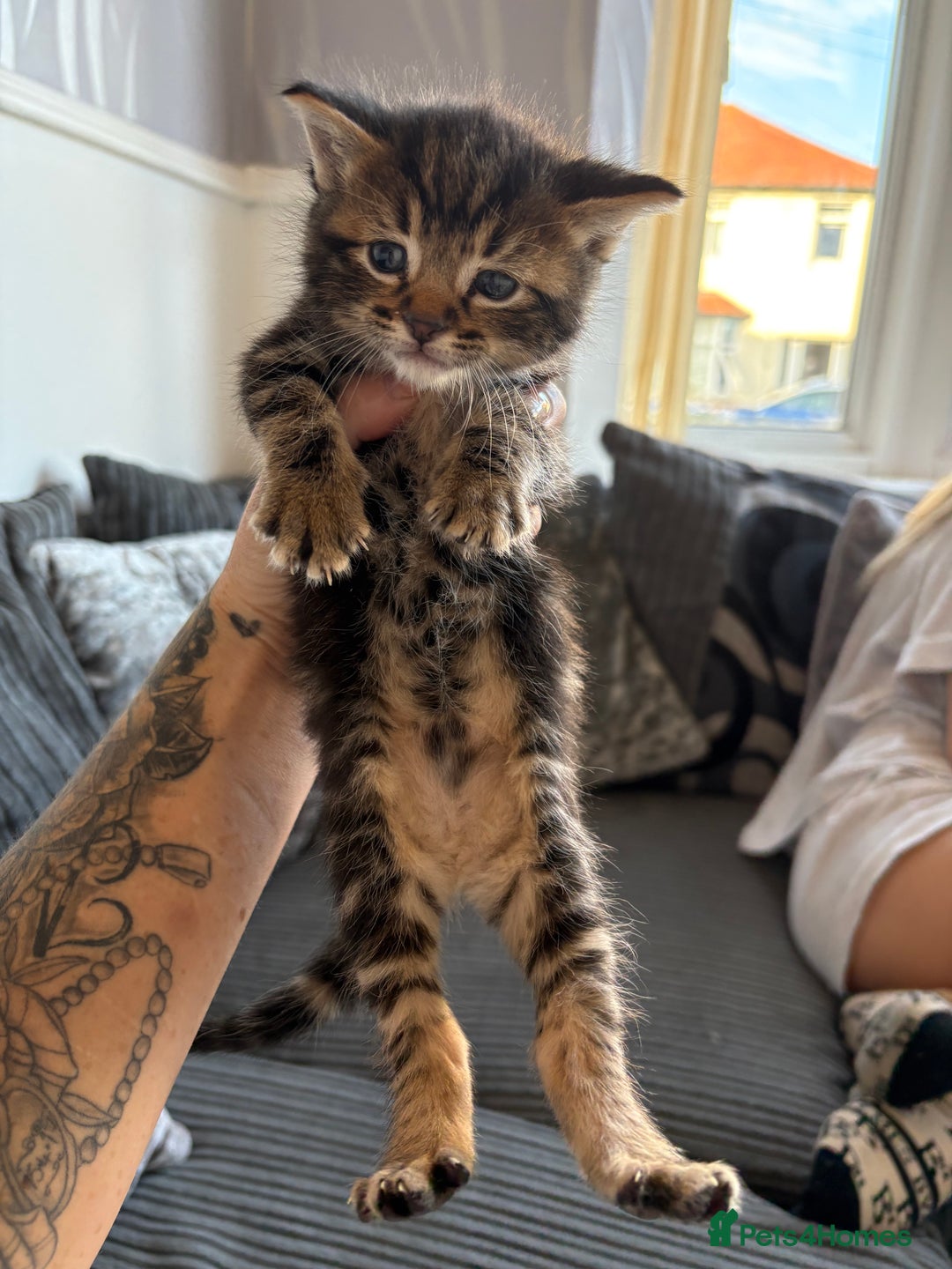 Bengal cats for sale: 5 kittens ready to go soon - Image 2