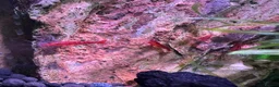 Shrimps fish for sale: Blue dream/cherry shrimp and juvenile plecos - Advert 5