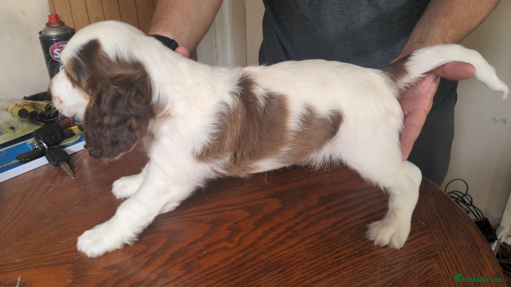 Cockapoo dogs Stunning Cockapoo puppies available this week - Advert 2