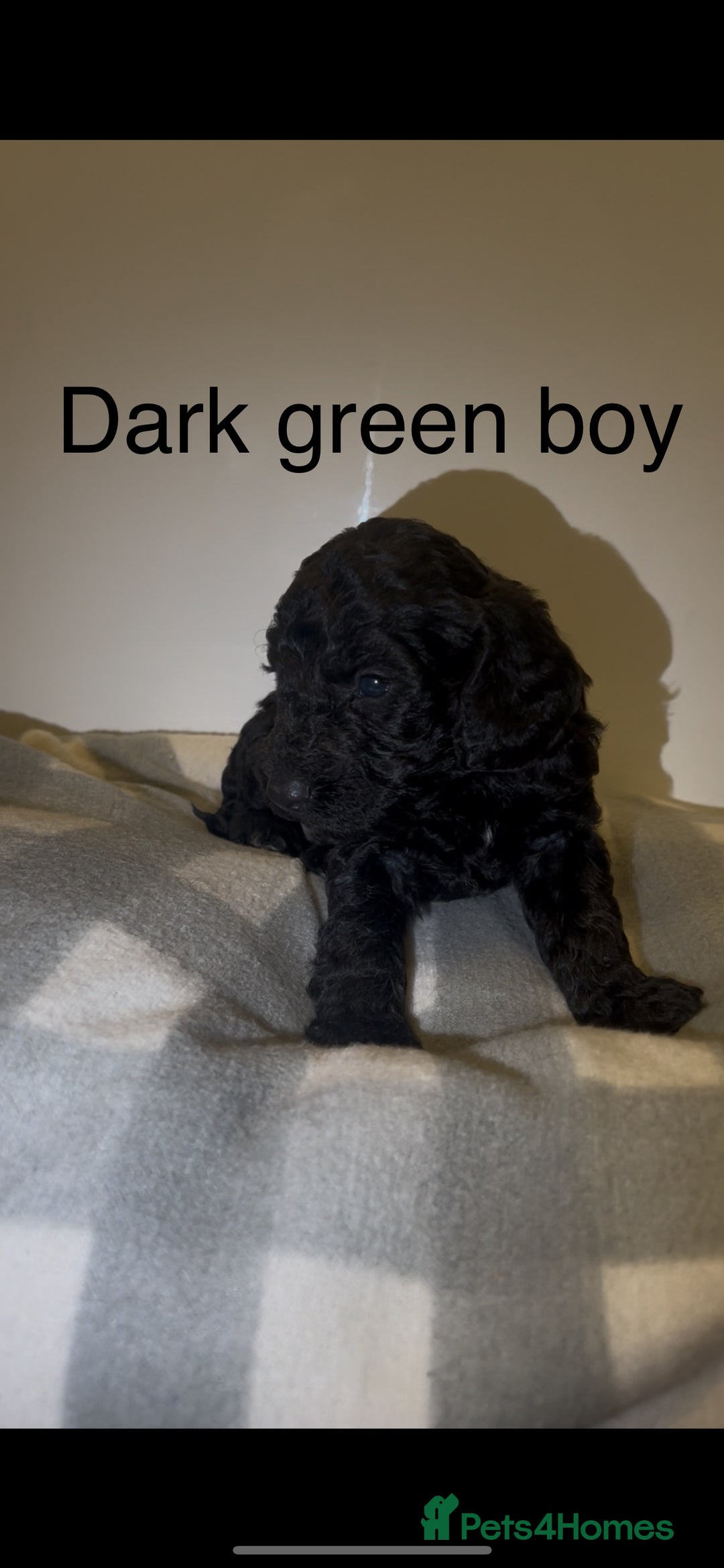 Cockapoo dogs for sale: Cockapoo puppies - Image 15