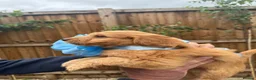 Cockapoo dogs for sale: Cockapoo F1 Gorgeous Puppies 🐶❤️ - Advert 19