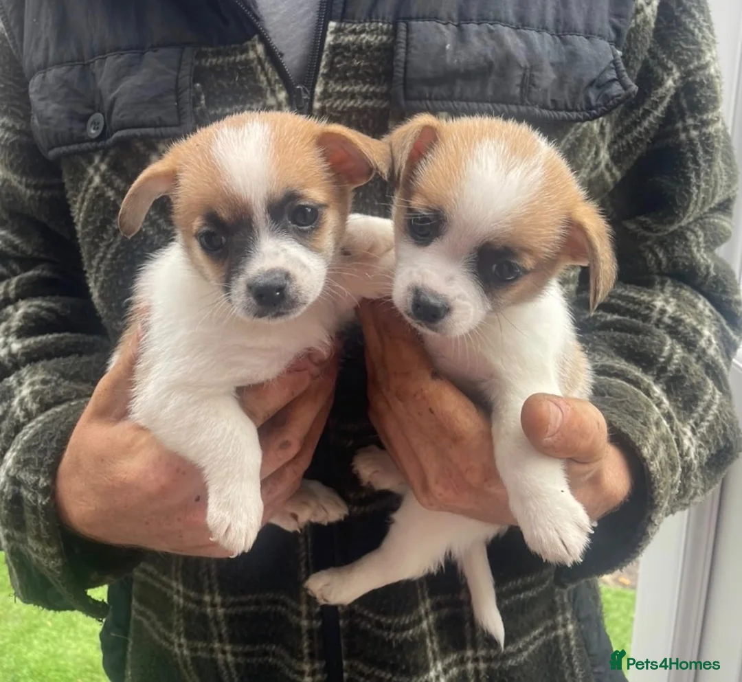 Mixed Breed dogs for sale: Jack Russell x Pomeranian pups in Mayfield - Advert 2