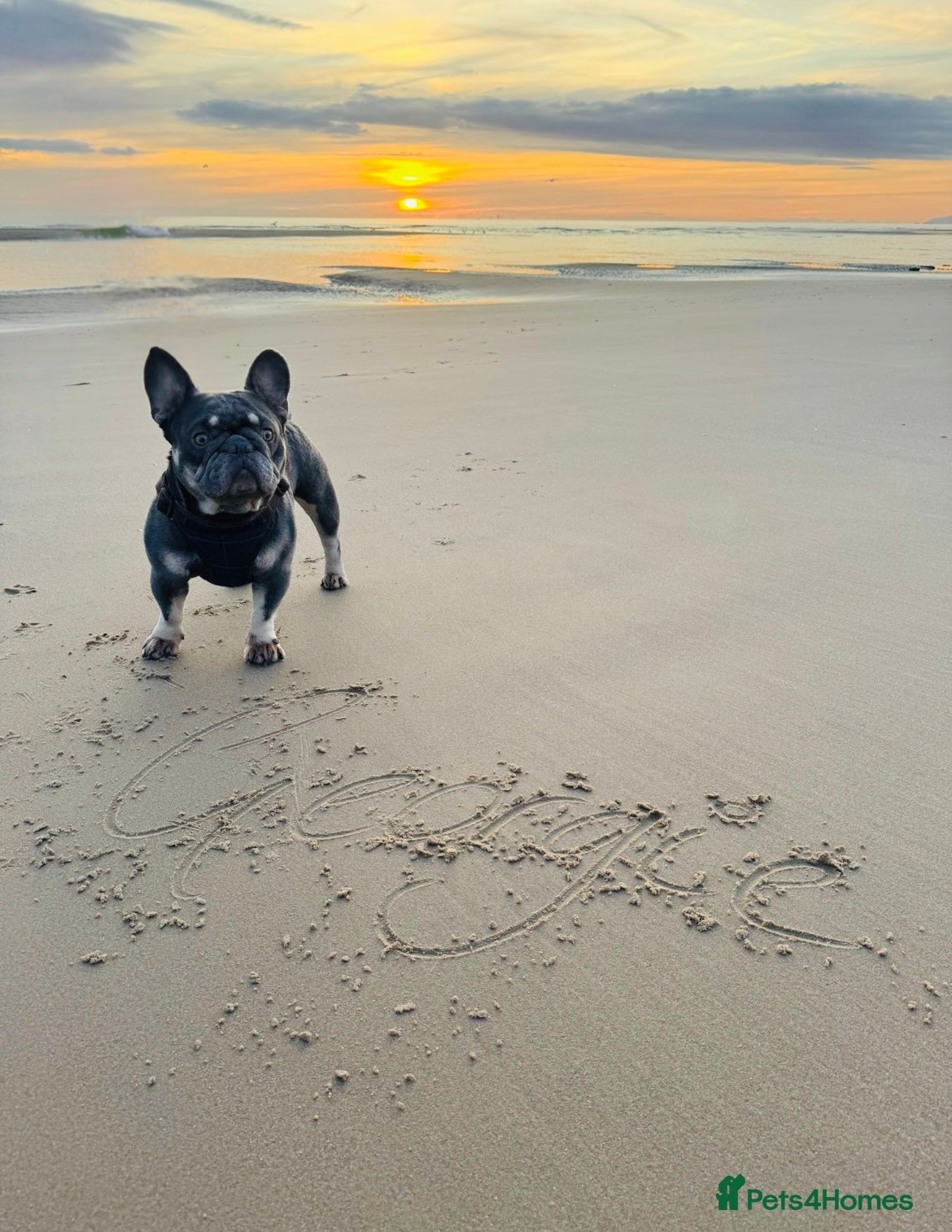 French Bulldog dogs French bulldog - Advert 3