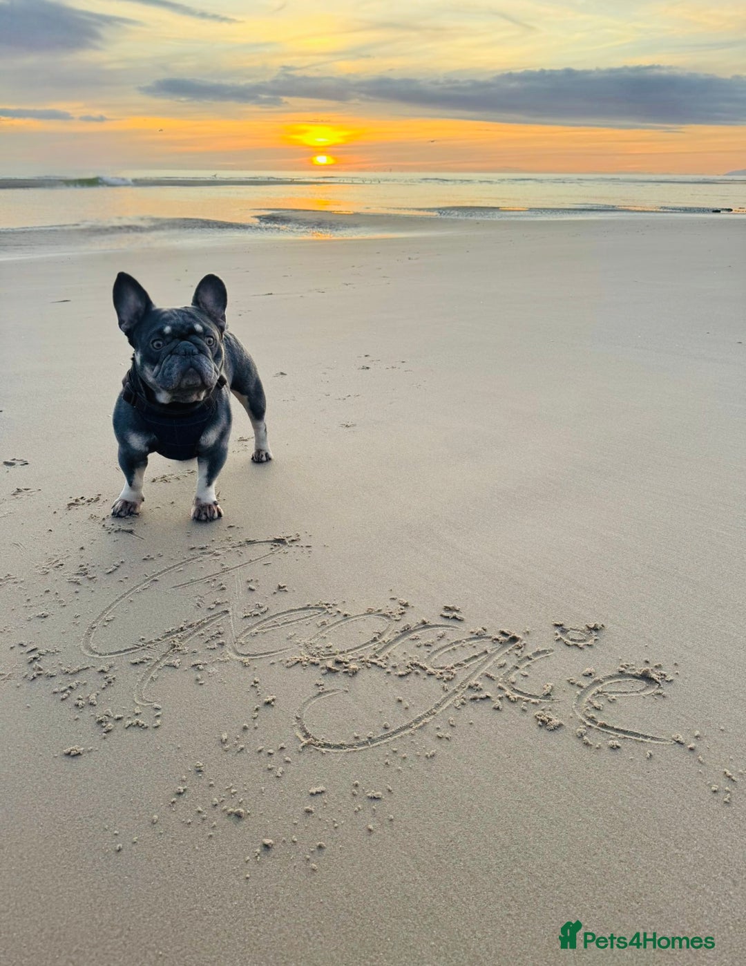 French Bulldog dogs for sale: French bulldog - Image 1