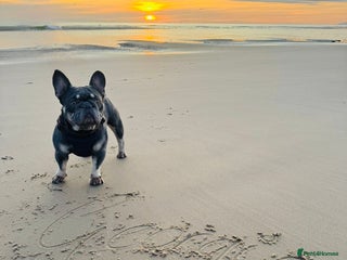 French Bulldog dogs French bulldog - Advert 1