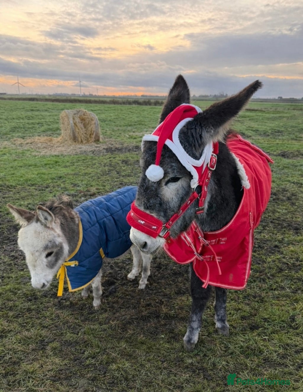 Donkey livestock Miniature Donkey Asher and his best friend Muimui - Advert 18