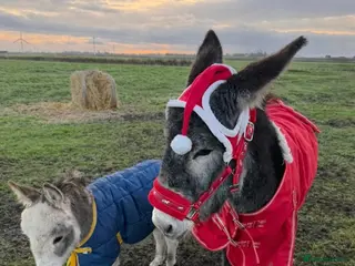 Donkey livestock Miniature Donkey Asher and his best friend Muimui - Advert 18