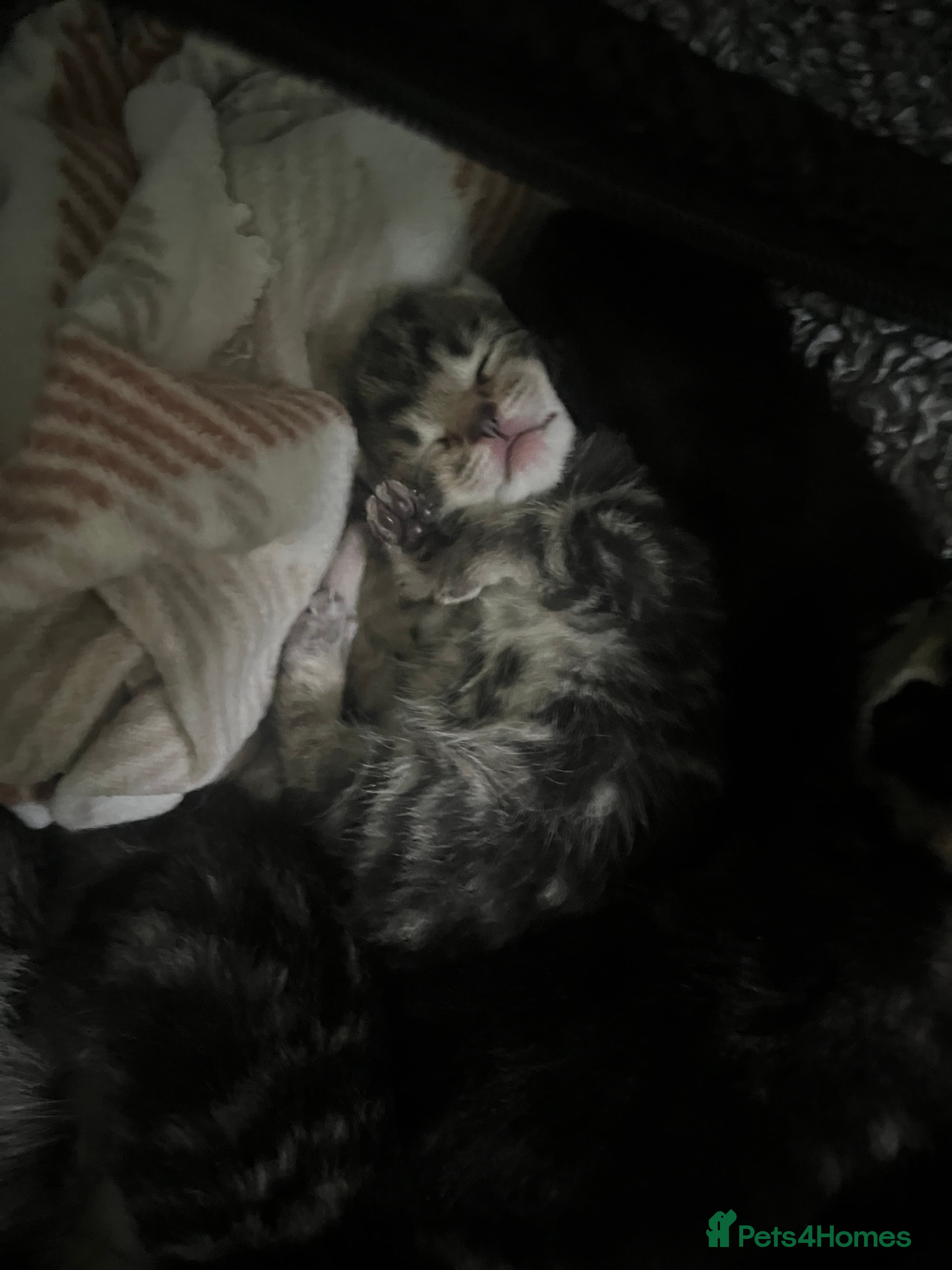 Mixed Breed cats Kittens for sale - Advert 2