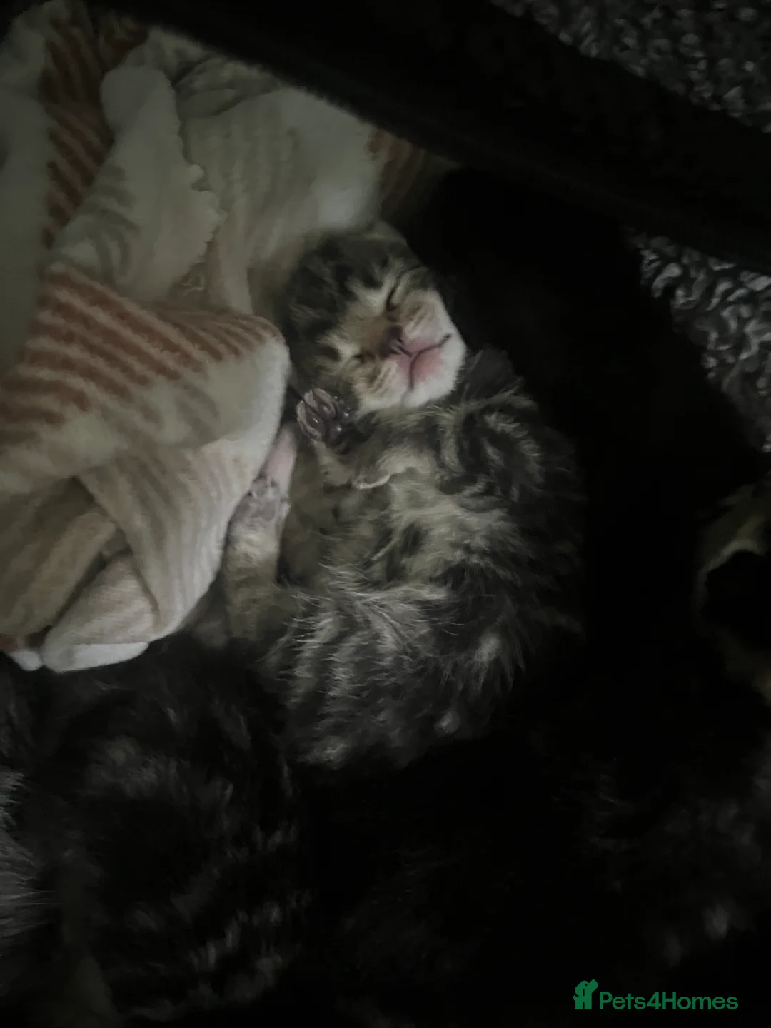 Mixed Breed cats for sale: Kittens for sale - Advert 1