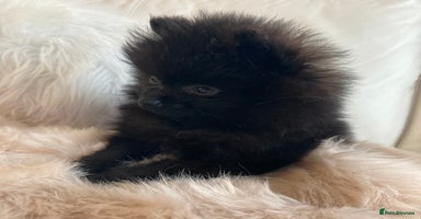 Pomeranian dogs - Advert 11