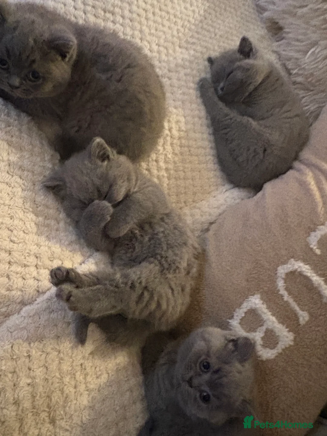 British Shorthair cats for sale: Pru and piper babies  - Advert 8