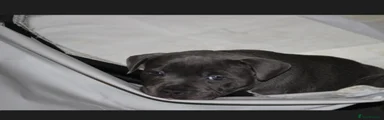 Staffordshire Bull Terrier 5 (male) 