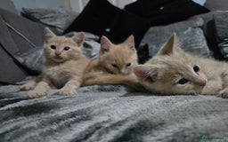 Mixed Breed cats for sale: Mixed breed kittens ready now.  - Image 5
