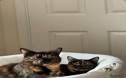 British Shorthair cats for sale: Tortoiseshell cats Lily & Rosie - Image 2
