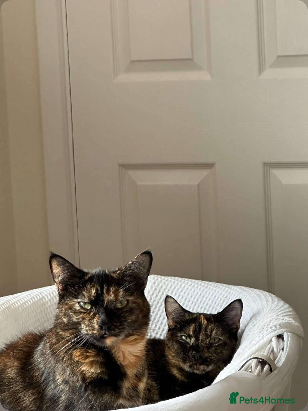 British Shorthair cats for sale: Tortoiseshell cats Lily & Rosie - Image 2