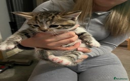 Mixed Breed cats for sale: 3 x female 2 x male kittens  - Image 7