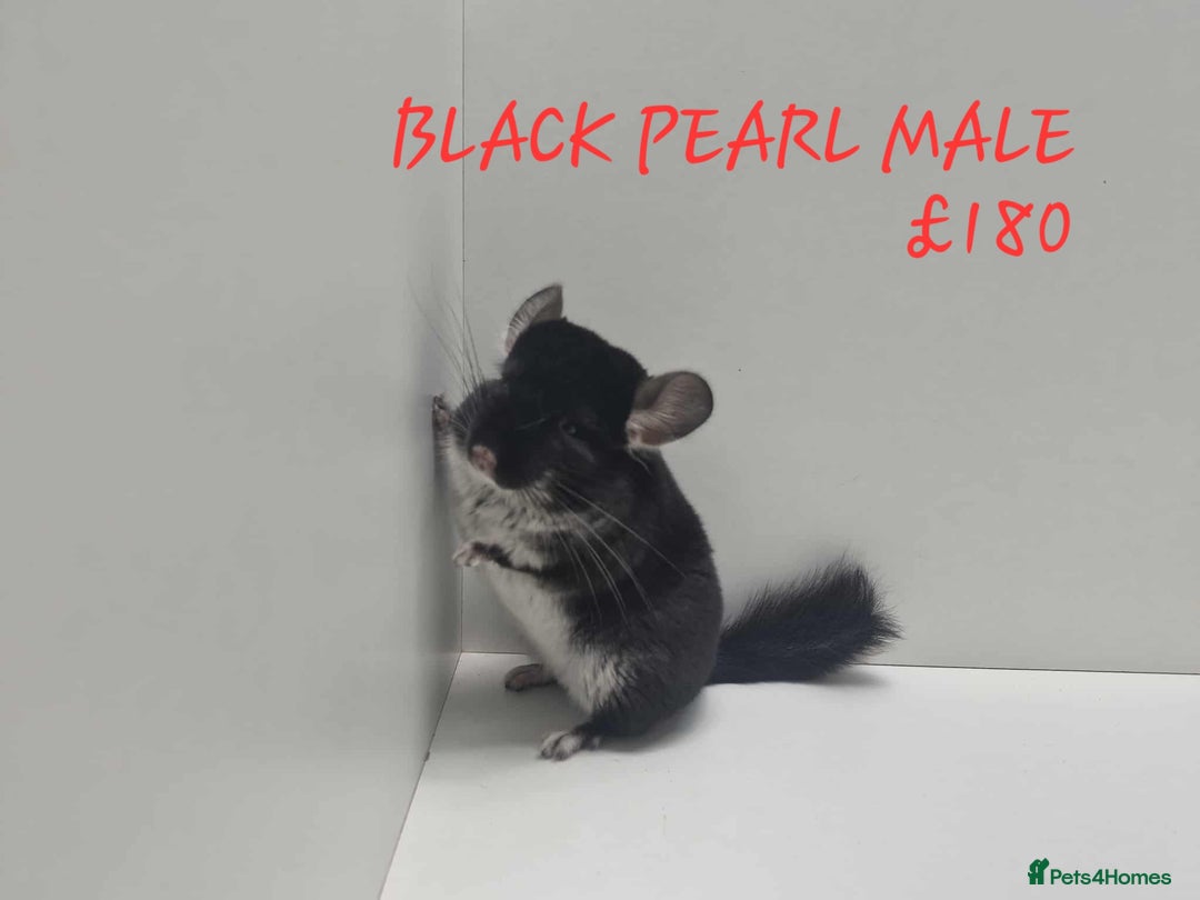 Chinchilla rodents for sale: STUNNING BABIES CHINCHILLA MIX COLOURS AND GENDER  - Image 7
