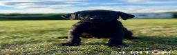 Labrador Retriever dogs for sale: Kc Health Tested Labrador puppies  - Advert 3