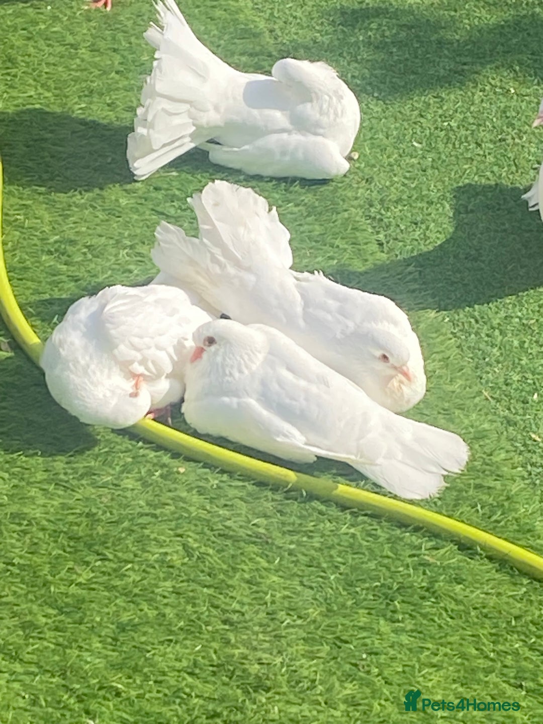 Doves birds for sale: Straight and fantails white doves  - Image 1