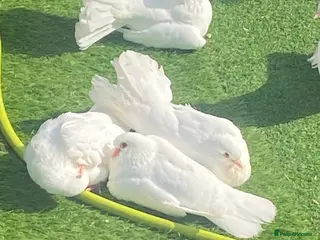 Doves birds fantails white doves - Advert 13