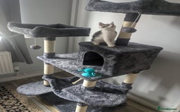 Mixed Breed cats for sale: Kitten male 11 weeks old  - Image 7