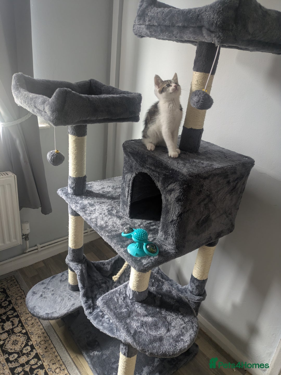 Mixed Breed cats for sale: Kitten male 11 weeks old  - Image 7