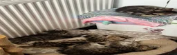 Mixed Breed cats for sale: Beautiful rescue kittens - Advert 3