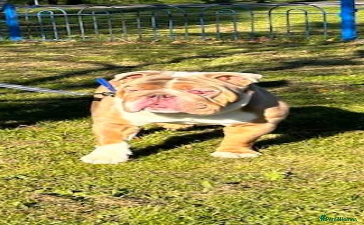 English Bulldog dogs - Advert 13