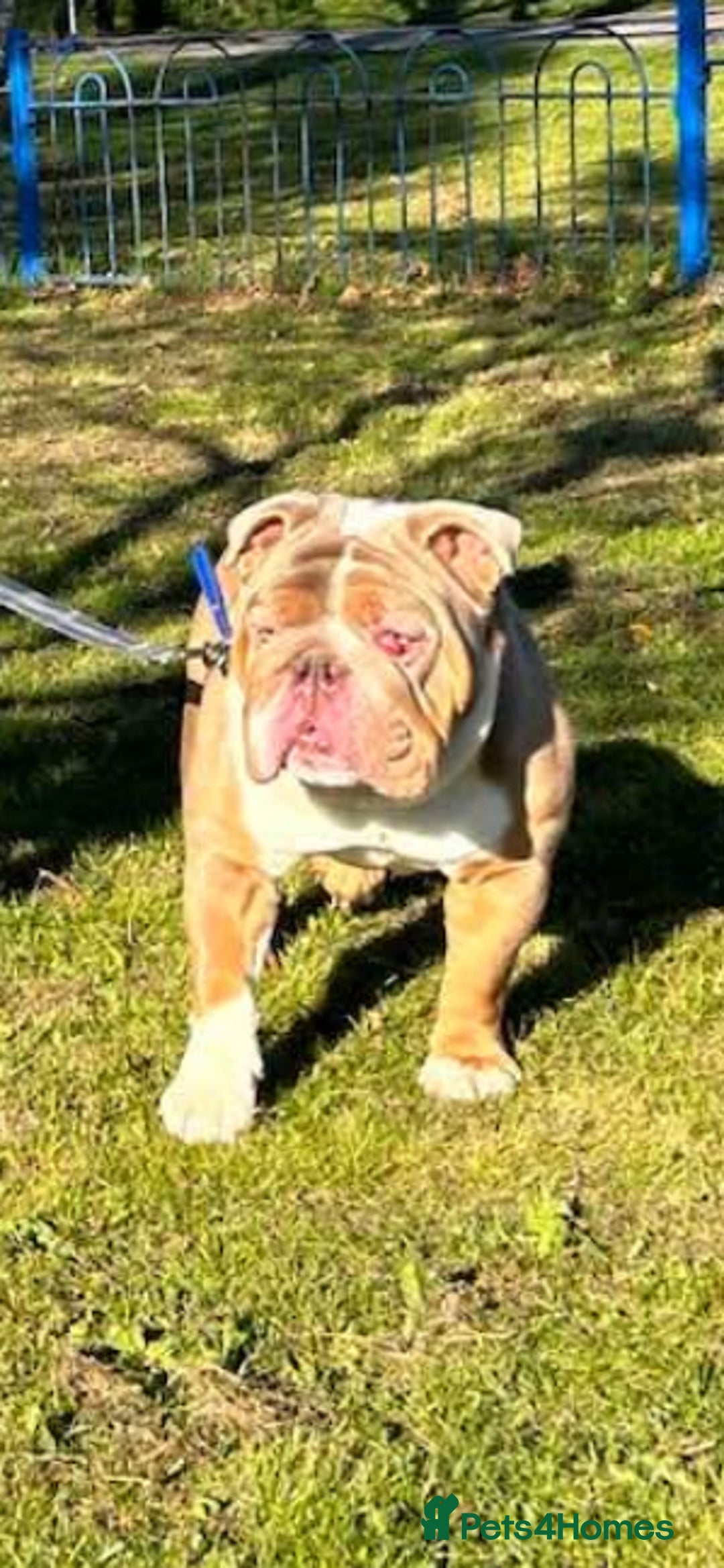 English Bulldog dogs for sale: english bulldog  - Image 1