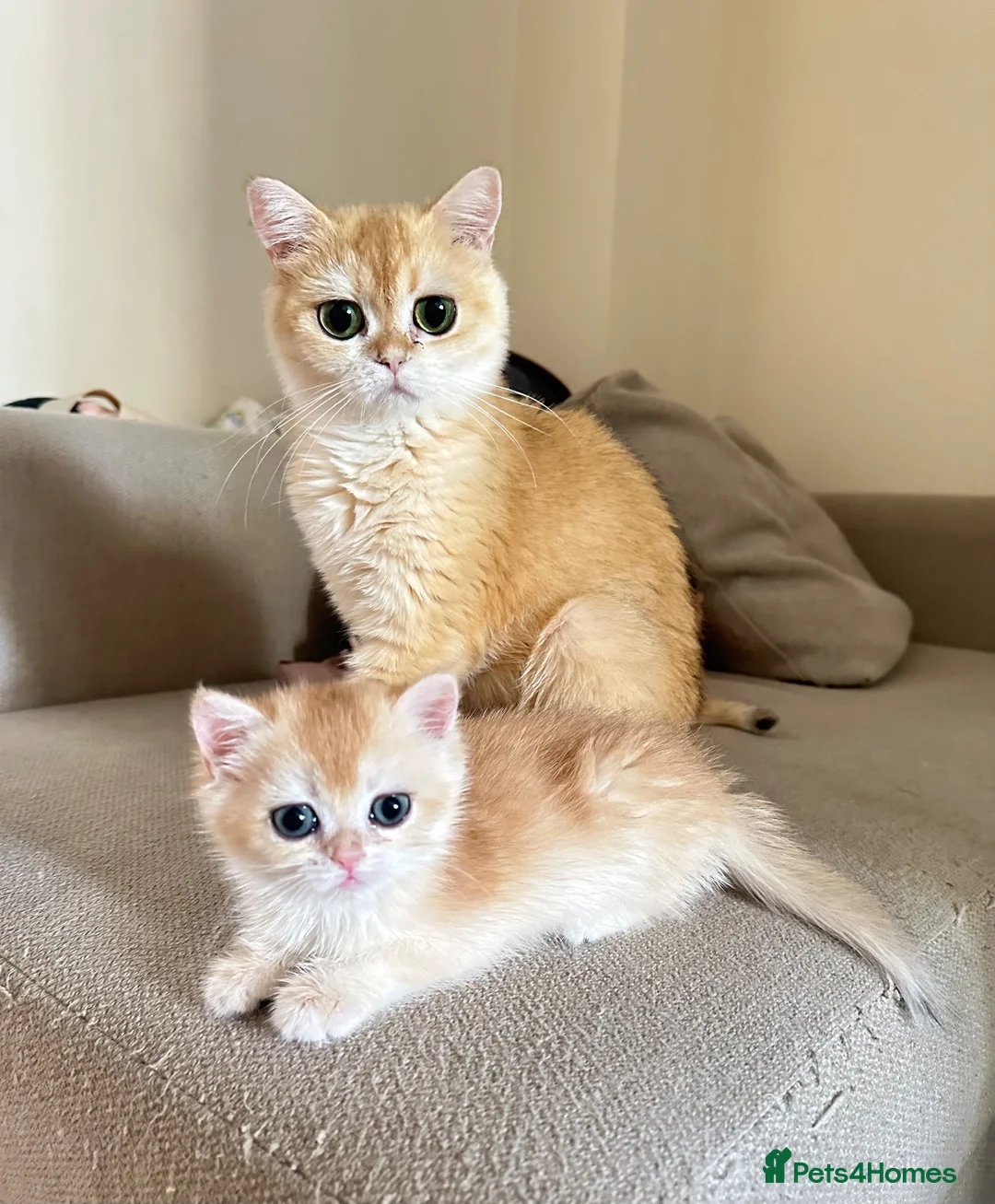 British Shorthair cats for sale: Gorgeous GCCF registered British shorthair Gold. - Advert 2