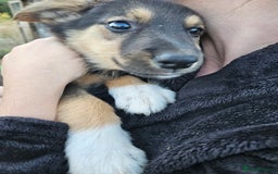 Mixed Breed dogs for sale: Girl TRI- due to unforseen circumstances - Image 20