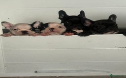 French Bulldog dogs for sale: French Bulldog Puppies - Image 22