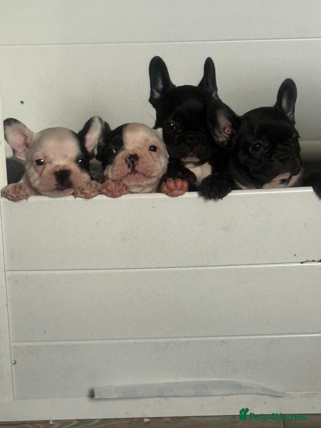 French Bulldog dogs for sale: French Bulldog Puppies - Image 22