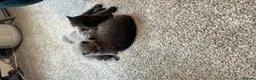 British Shorthair cats for sale: Exceptional BritishShorthair Kittens  - Advert 10