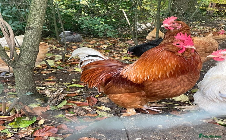 Chickens poultry - Advert 1