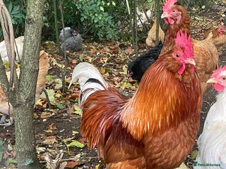 Chickens poultry - Advert 6
