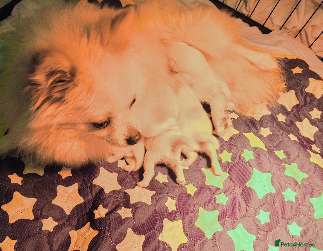 Pomeranian dogs for sale: Beautiful white teddy bear pomeranian puppies - Image 4
