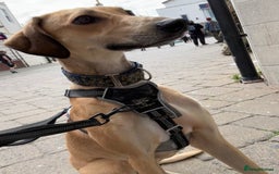 Mixed Breed dogs for sale: Beautiful saluki x greyhound for adoption - Image 3