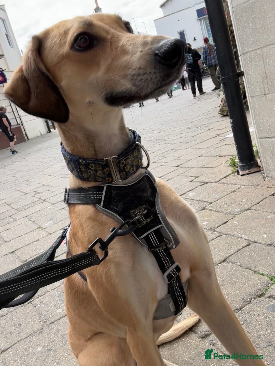 Mixed Breed dogs for sale: Beautiful saluki x greyhound for adoption - Image 3